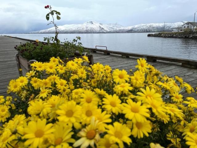 1. Etg I Dampskipsbrygga, Lodingen Havn Екстер'єр фото